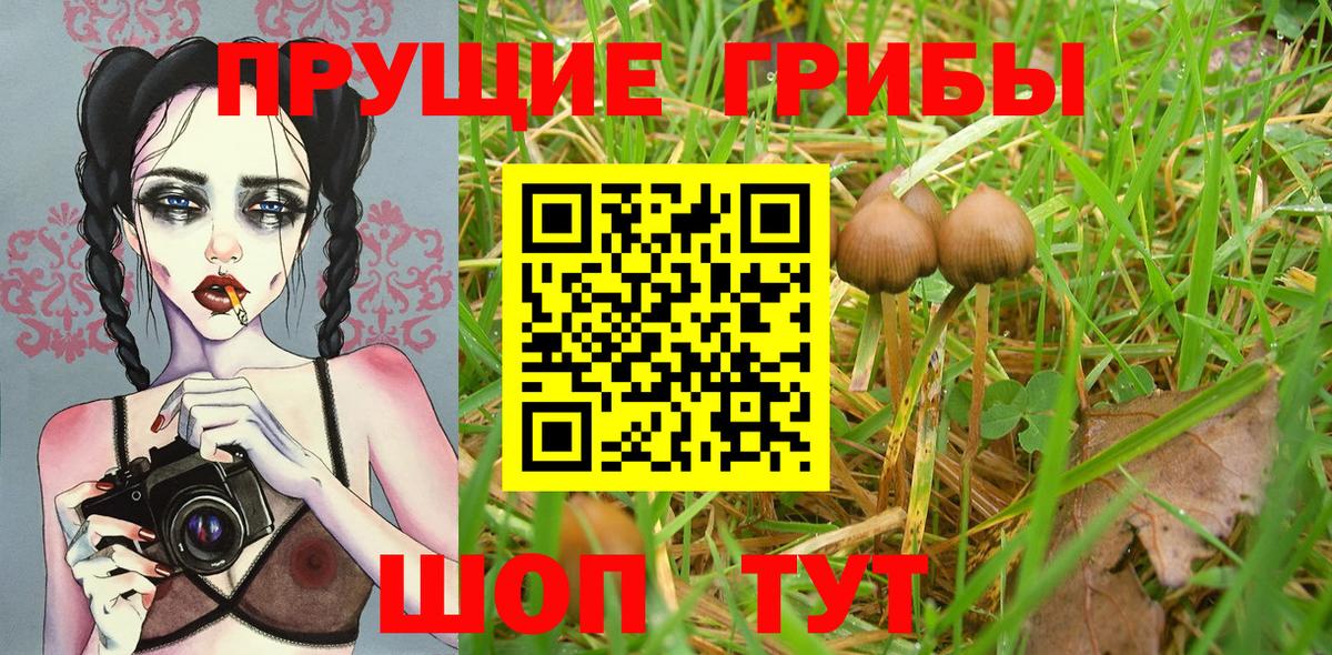 Псилоцибиновые грибы GOLDEN TEACHER Горячий Ключ